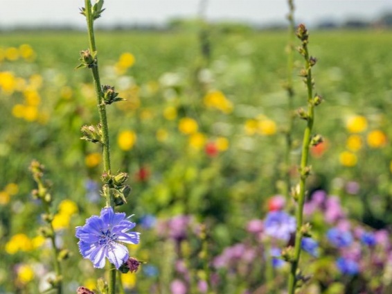 Biodiversity Net Gain